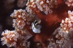 Tiny juvenile Toby hiding in a soft coral for protection by Richard Smith 